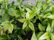 皇毅生物科技 憂遁草小尖葉含梗1斤150元（台灣種植)