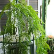 協貿國際日用品生活8館 仿真蕨類吊藤森系室內造景壁掛植物角裝飾藤蔓垂吊墻面上懸掛綠植