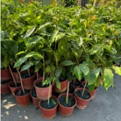 田尾玫瑰園 l 阿拉比卡咖啡、咖啡苗【6吋盆 高度約70cm】(植物眾多歡迎聯繫客服) (田尾在地商家)