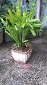 日本斑葉觀音棕竹1