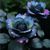 隔日達🌹七彩玫瑰花苗🌹 現貨 基地直達 稀有玫瑰 進口加洛斯曼陀羅 稀有多色 濃香型玫瑰花種子 四季好養活 超優惠多