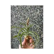 (店+)空氣鳳梨 streptophylla 電捲 電捲燙（拉花苞準備開花株）