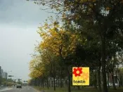╭☆東霖園藝☆╮【SM250】優質樹種( 黃花風鈴木 ) ---金黃耀眼的美感  3吋盆/30公分