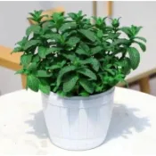 【薄荷種子】薄荷大全 四季播種陽台盆栽天然驅蚊草留香蘭食用薄荷 清爽香料種子貓薄荷羅勒糖果薄荷四季盆栽種子 香水食用薄荷
