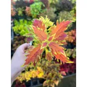 Mien米恩/米恩獨家育種/火之精靈彩葉草(3吋)/雨林/觀葉/網紅/IG/室內/植栽/