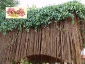 ╭＊田尾玫瑰園＊╯優良藤蔓植物---(珠簾藤)(錦屏籐)