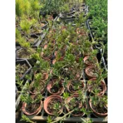 華燕園藝-3.5寸紅盆黑金鋼羅漢松（一件限購12棵）