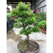 霏霏園藝狀元紅呎4  高特價3330元