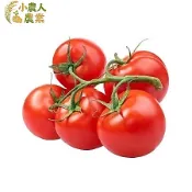 現貨隔日寄 牛番茄種子 紅柿籽 大果番茄 老品種番茄 黑柿仔 抗濕熱品種 家庭菜園 陽台盆栽 夏季番茄 蔬果種子