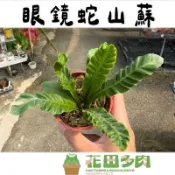 《花田多肉》🌵【眼鏡蛇山蘇】 3吋盆 觀葉植物/室內植物/蕨類