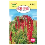 愛上種子 紅藜種子(彩虹)【花卉種子】天星牌 每包約2000粒 穗耕種苗 家庭園藝 彩色原包裝