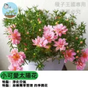重瓣太陽花種子 小可愛品種 非洲菊 多色花種 好種易開花 陽台盆栽 庭院花圃 四季可播 開花不斷 園藝新手推薦 療癒種植