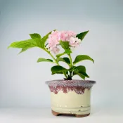 ✨ 彩釉古典寬口盆｜多肉小品 觀葉植物 苔球彩葉芋蕨類盆栽 黑松真柏 羅漢松 室內造景 水族擺飾 台灣現貨