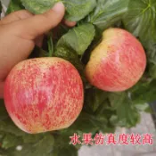 摩登時尚一派 仿真葫蘆藤條裝飾仿真藤條綠葉假水果藤蔓假花假葉子裝飾花