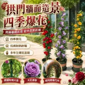 【庭院爬牆花卉】玫瑰苗 精選爬藤月季大花苗 薔薇花苗 四季開花 庭院爬藤植物 陽臺大花玫瑰盆栽  濃香型觀賞花卉 綠植