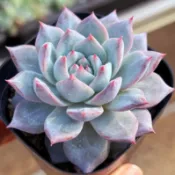【小鮮肉肉】粉藍鳥 多肉植物成株(3吋盆) 實品拍攝 景天科擬石蓮花屬 多肉植物 韓國多肉 韓肉 多肉