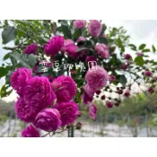 玫瑰花🌹葡萄園之歌.超香.花量大的葡萄園之歌🍇玫瑰花🌹使用玫瑰專用土.味道超好聞