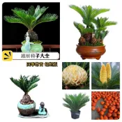 💥【鐵樹種子】四季種子 四季常青 蘇葉鐵樹種子 庭院高桿多頭觀賞綠林公母花鐵樹新種子 可盆栽 超低價