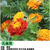 孔雀草種子 萬壽菊 臭芙蓉 金盞花 驅蟲花草 陽台盆栽 四季開花 超好種 庭院綠化 蜜源植物 易發芽 花海種植 療癒園藝