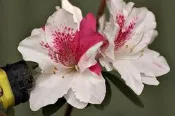 【優勢】西洋杜鵑苗~品種名pink dream(桃紅色夢想) 