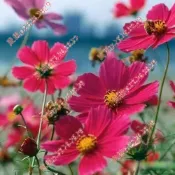 2026新種 蛋撻波斯菊（50粒）新品波斯菊 格桑花種子 大理花種子蛋撻格桑花 野花種子 花卉 適合花園小院路旁花海