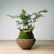 🌑 素雅月球三足陶盆｜多肉塊根 象牙宮 山烏龜 羅漢松 小品盆栽 桌面擺飾 台灣現貨