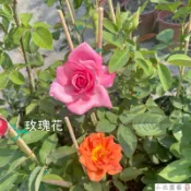 小花園藝 玫瑰花 玫瑰苗 大玫瑰 4吋盆 $80