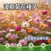【現貨🌼波斯菊花籽】 台灣花海種子 四季可播 秋播花卉 花園美化 陽台盆栽 景觀蜜源植物