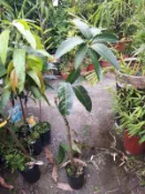 紅金剛芒果【新中港花卉】 芒果苗 嫁接苗 水果苗