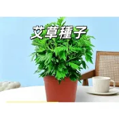 艾蒿種子 五月艾 野生艾葉 驅蚊植物 藥草種子 庭院盆栽 可食用野菜 香味濃郁 易種好養 四季可播 高發芽率 台灣現貨