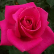 《彼得》🈶貨 🌹 玫瑰花盆栽苗 🌹 玫瑰苗 🌹 玫瑰花苗 🌹 玫瑰盆花 🌹玫瑰花🌹