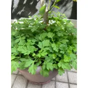 艾草苗 平安草驅蚊香草 端午節驅邪 足浴 可食用