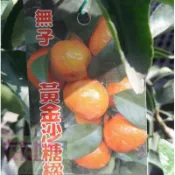 花花世界-水果果苗 **黃金砂糖橘同無籽黃金砂糖橘(嫁接苗)**4.5吋盆/高30-50cm/MA