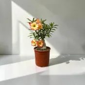 植物空間 沙漠玫瑰嫁接苗3吋(花色多樣擇優出貨) 陽光植物 開花植物 玫瑰苗 玫瑰