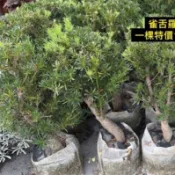 方方園藝雀舌羅漢松 一棵特價1600元
