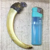 H212山豬牙(真品)長10.5cm