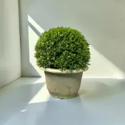 植物空間 球型細葉七里香1尺盆（球寬30-40公分）景觀 綠籬 造景 花園