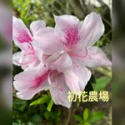 初花農場2店｜平戶杜鵑｜重瓣杜鵑｜3寸黑軟袋｜無法指定顏色，隨機出貨｜隔年開花｜