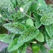 ｛現挖球根｝多肉植物 油點百合