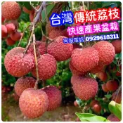 台灣傳統荔枝✅超矮化盆栽✅結過果 古老荔枝 荔枝樹 荔枝 荔枝苗 黑葉荔枝 糯米荔枝 玉荷包荔枝 矮化果樹 矮化盆栽