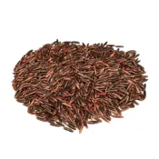 (店+)【蔬菜之家】大包裝J15.黑燕麥種子燕麥草.綠肥.芽菜種子 燕麥草可食用、打汁皆可