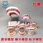 ✨臺灣出貨✨兒童早教刷牙模型兩倍 幼兒園口腔教學牙齒模型 教具大號仿真牙模