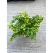 🪴綠植田園🪴澎澎蕨/3寸盆/6寸吊盆/蕨類植物/觀葉植物