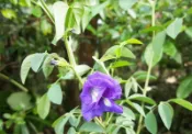 蝶豆花盆栽.蝶豆花 無毒高山栽種  陸龜超愛吃 #櫻桃紅腿 #蘇卡達 #豹龜 #星龜　#亞達愛吃  自然栽種法
