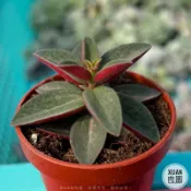 一吋迷你盆【紅蘋果椒草】多肉植物|多肉|景天科｜療癒小物| 組盆|綠手指必備|［Xuan肉園］