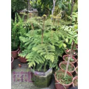 花花世界_綠籬植物--南洋杉--樹冠塔型 /9吋盆/高40-90公分*無法超取*