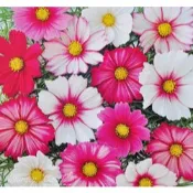 【花園城堡】大波斯菊 大波斯 種子 紋瓣大波斯菊 Picotee Cosmos 奏鳴曲 黃波斯菊 混合色 橘色波斯菊種子