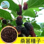 桑葚種子 桑樹  桑椹盆栽 水果桑果 長果桑 四季果桑 自家種植可食用 陽台果樹 耐熱好種 葉可泡茶 庭院盆栽