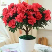 杜鵑花種子 珍珠杜鵑花種子 盆栽杜鵑花 多色杜鵑花種子 花卉種子 鮮花種植 小院陽台種子 適合春天花卉種植
