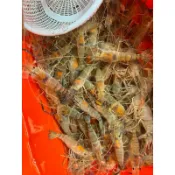 這邊是1-3斤下單區!泰國蝦 紅頭母蝦硬殼一斤$約8-12隻每天魚塭現載